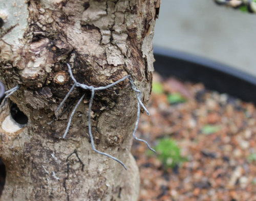 privet bonsai